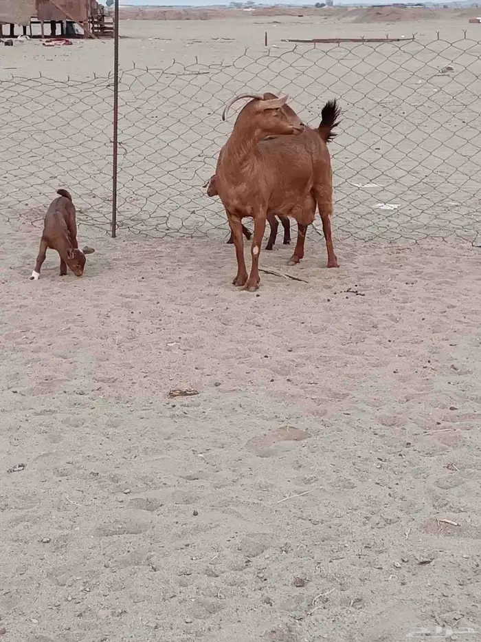 عنز محايليه جرم يتبعها 2 تيوس 5