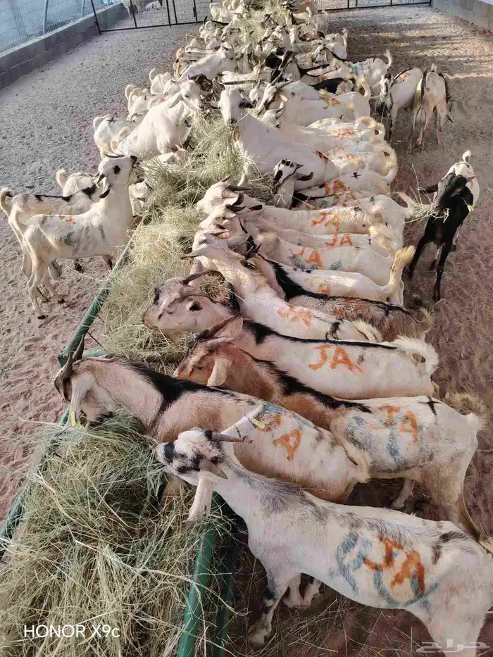 بربرى وتيوس 0