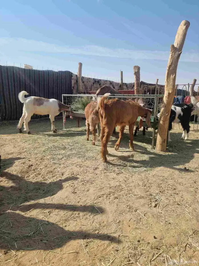 للبيع تيوس وجفار 4