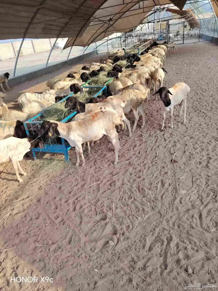 متوفر برابر جذعان وثنيان ممتازة ونظيفة واسعار طيبة 1