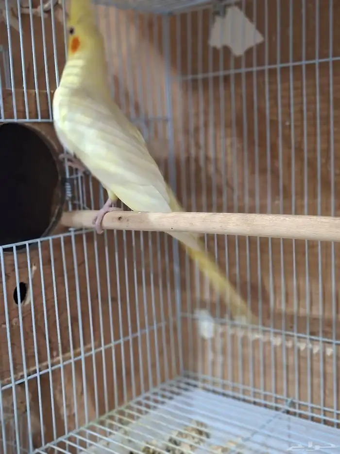 انثى كروان لاتينو( تم البيع ) 0