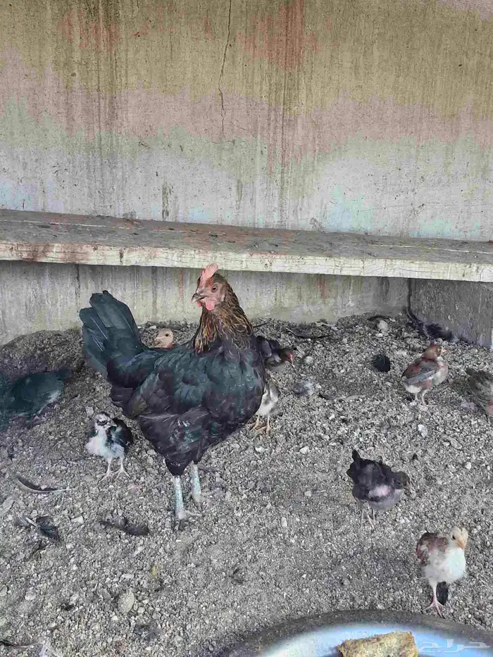 دجاج بفروخها كفوو 1