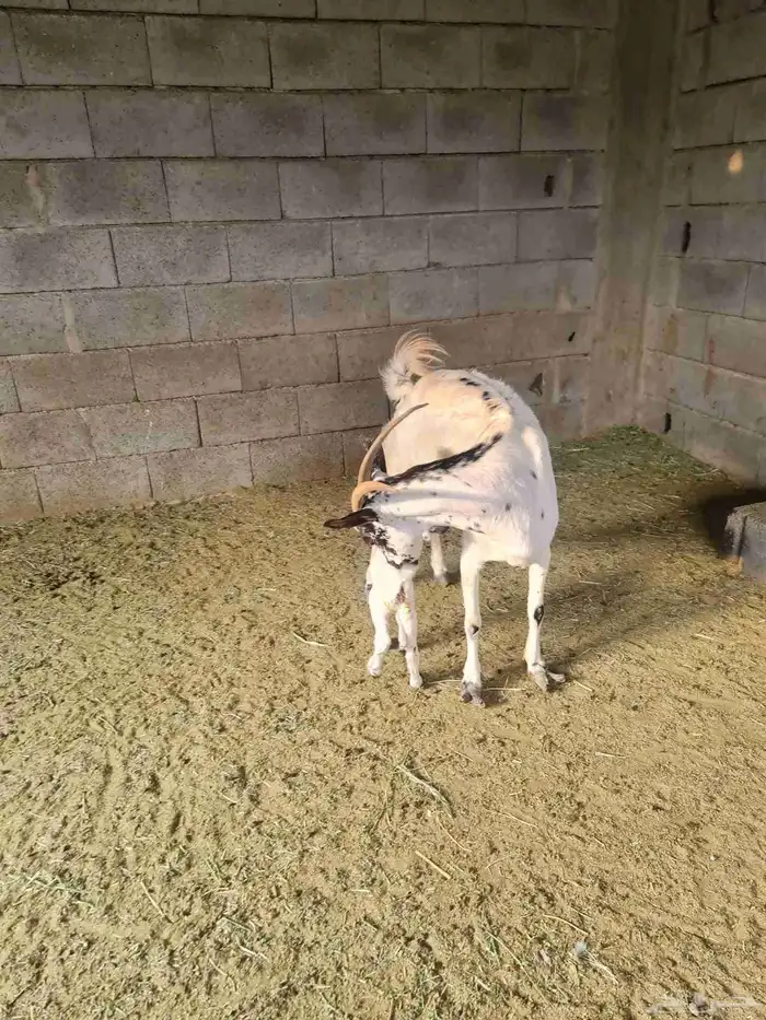 عنز بيشيه تحتها جفره بعمر يوم واحد 1