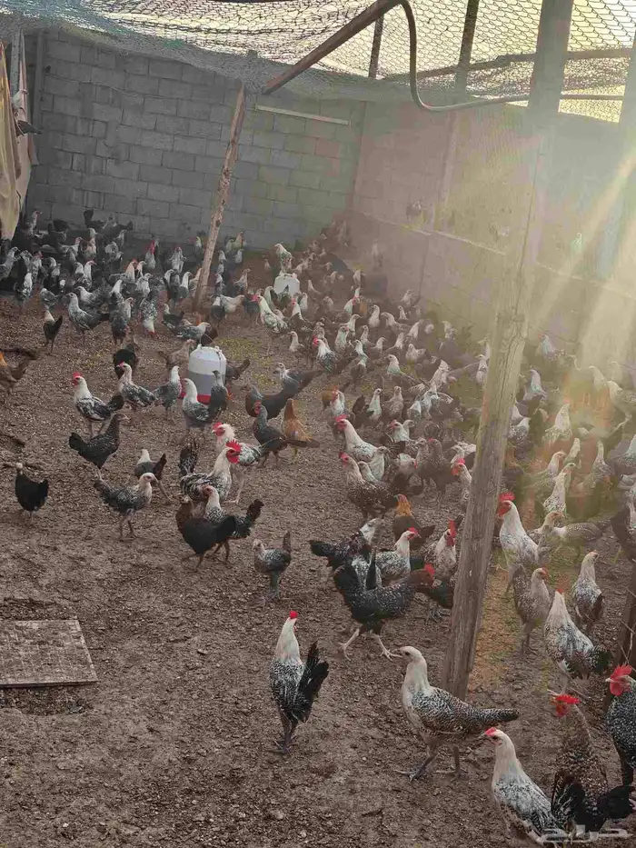 مزرعه خالد القحطاني 3