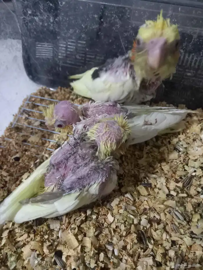 ثلاثة فروخ كروان..فخمة 11