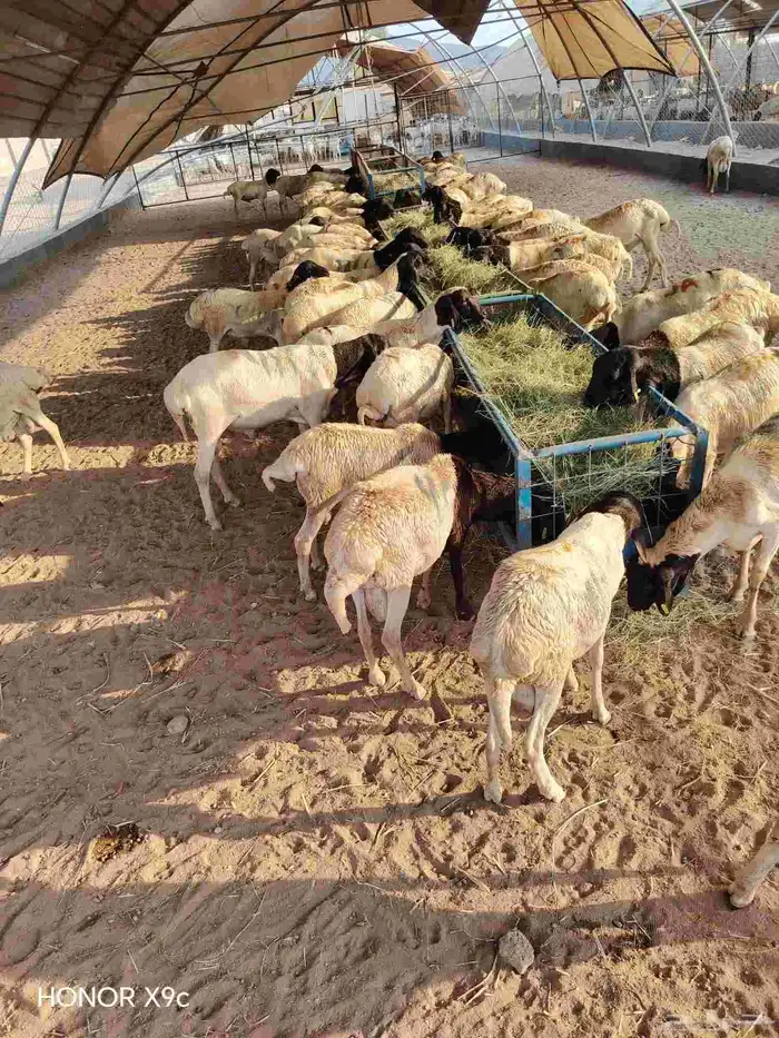 متوفر برابر جذعان وثنيان ممتازة ونظيفة واسعار طيبة 0