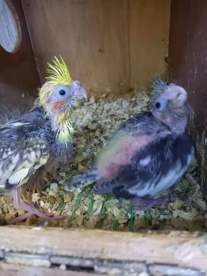 فرخين كروان...لهواة الغر..باقي الفرخ الكبير 1