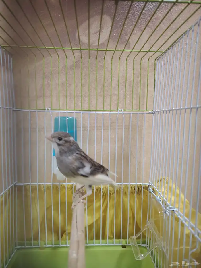 ذكر كناري سوري 8