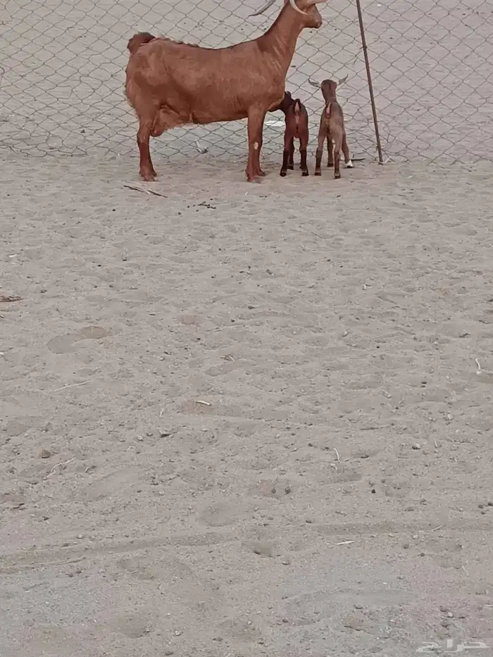 عنز محايليه جرم يتبعها 2 تيوس 8