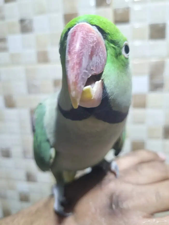 جوز نيبالي 0