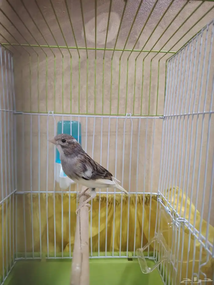 ذكر كناري سوري 7