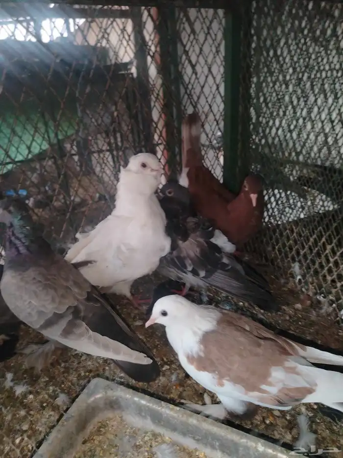 حمام زينه عرض 1