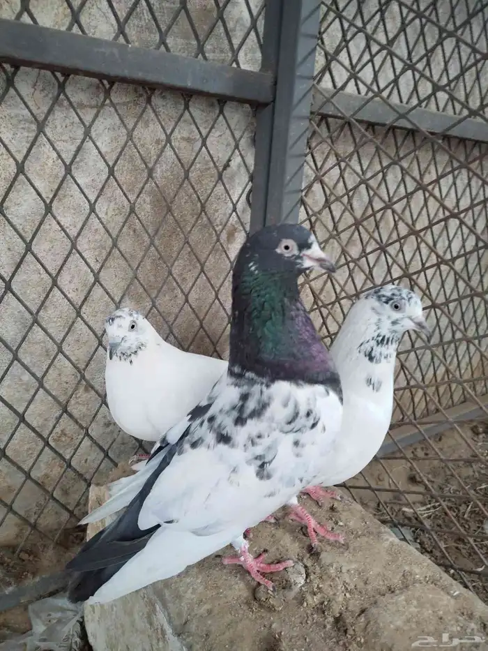 حمام باكستاني 8