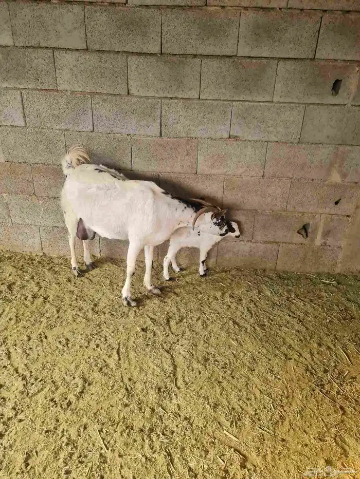 عنز بيشيه تحتها جفره بعمر يوم واحد 3