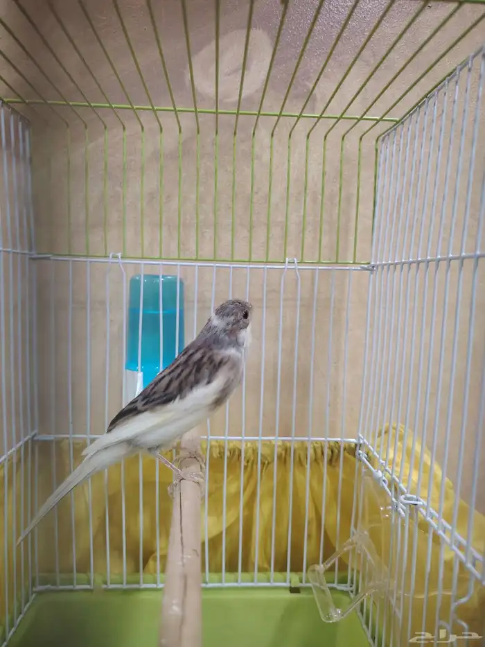 ذكر كناري سوري 2