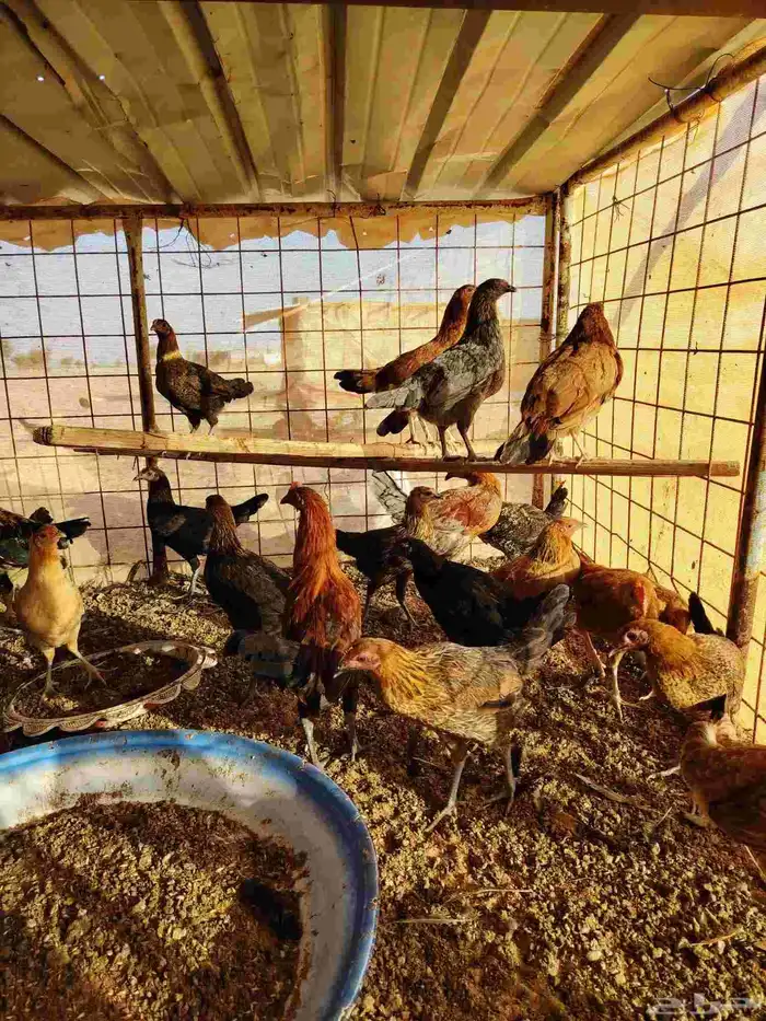 دجاج بلدي عمر سته شهور وما بيضت الان العدد 100 حبه 80 نتايات 1