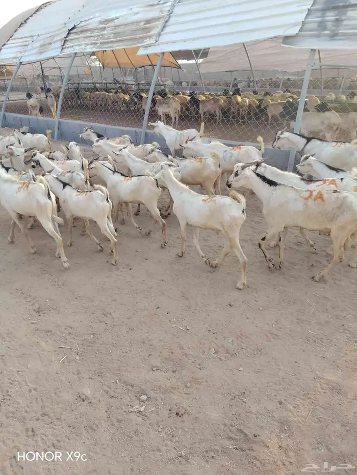 بربرى وتيوس 3