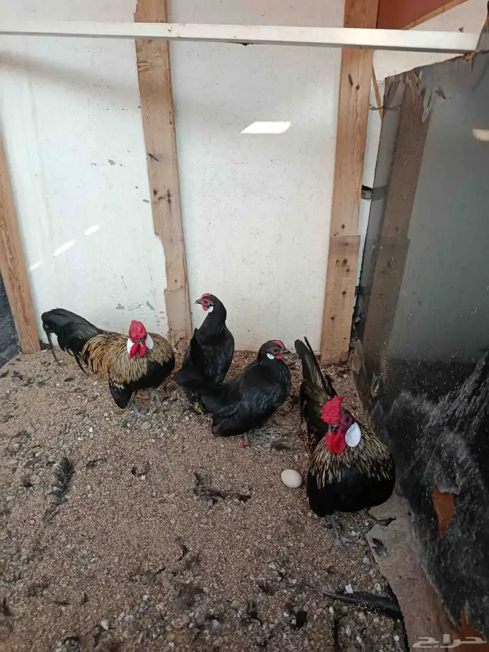 للبيع زوجين دجاج روز 1