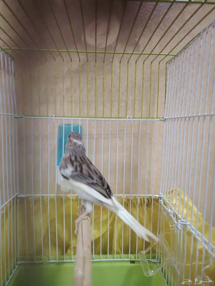 ذكر كناري سوري 3