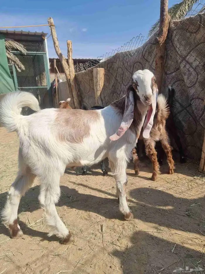 للبيع تيوس وجفار 0