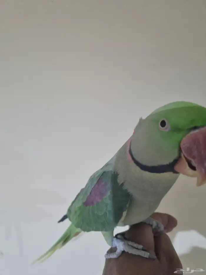 جوز نيبالي 4