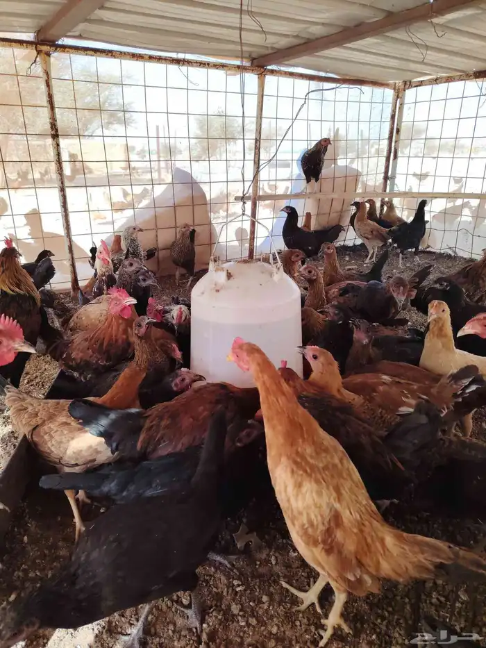 دجاج بلدي عمر سته شهور وما بيضت الان العدد 100 حبه 80 نتايات 2