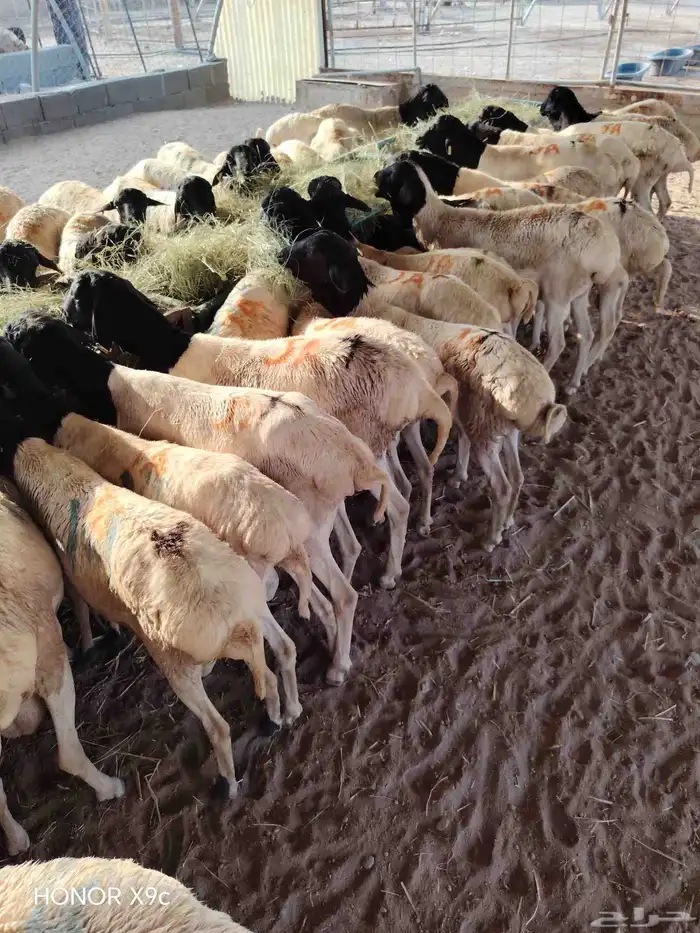 بربرى وتيوس 9