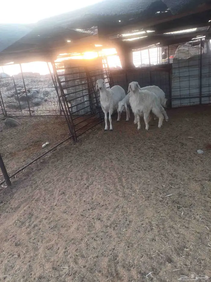 طليان حبص للبيع 1