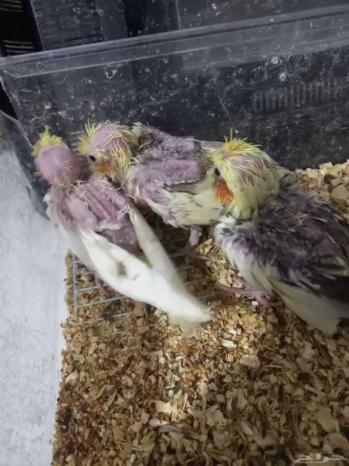 ثلاثة فروخ كروان..فخمة 13