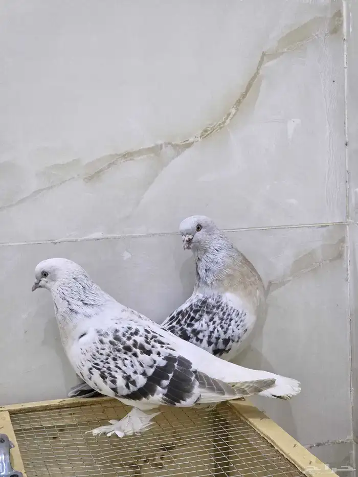 جوز تركي منقا 1