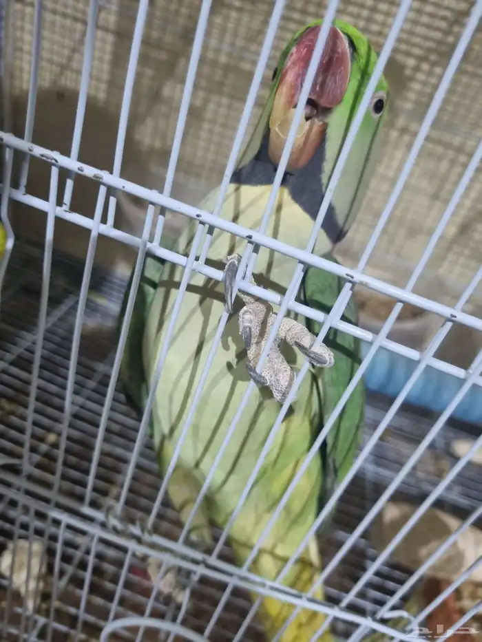 جوز نيبالي 5