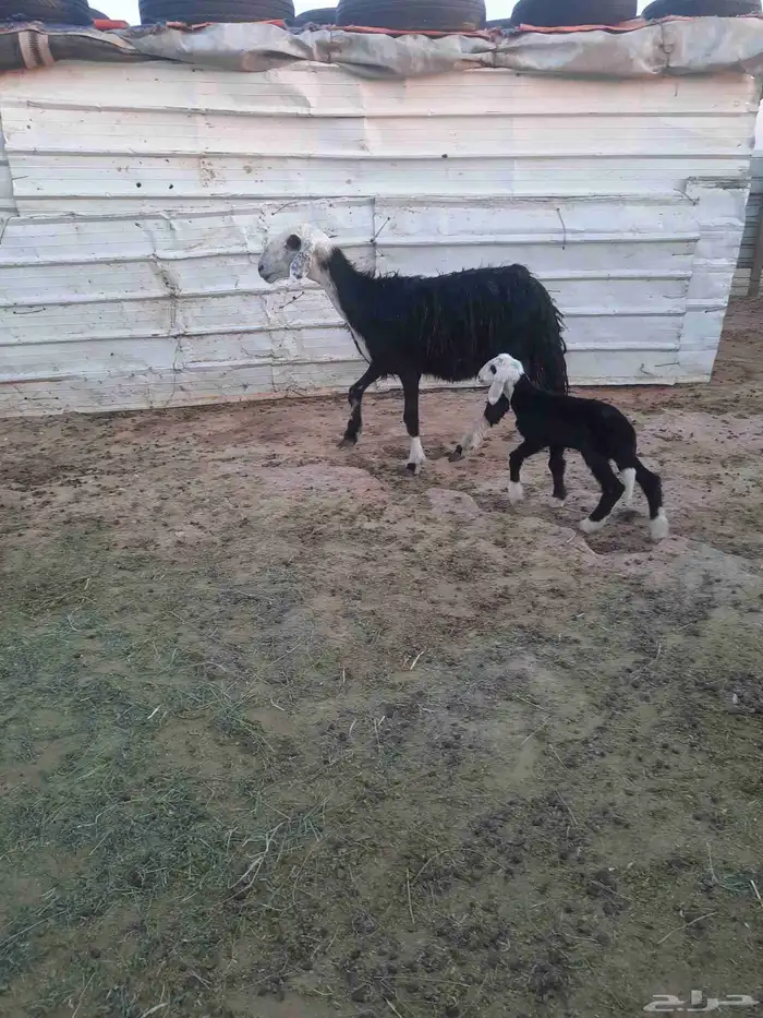 نجدي شرط سن وديد 0