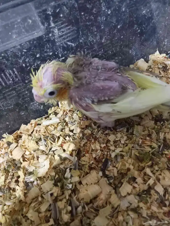 ثلاثة فروخ كروان..فخمة 12