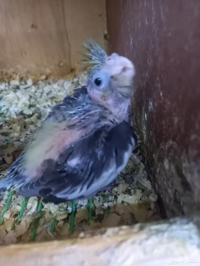 فرخين كروان...لهواة الغر..باقي الفرخ الكبير 4