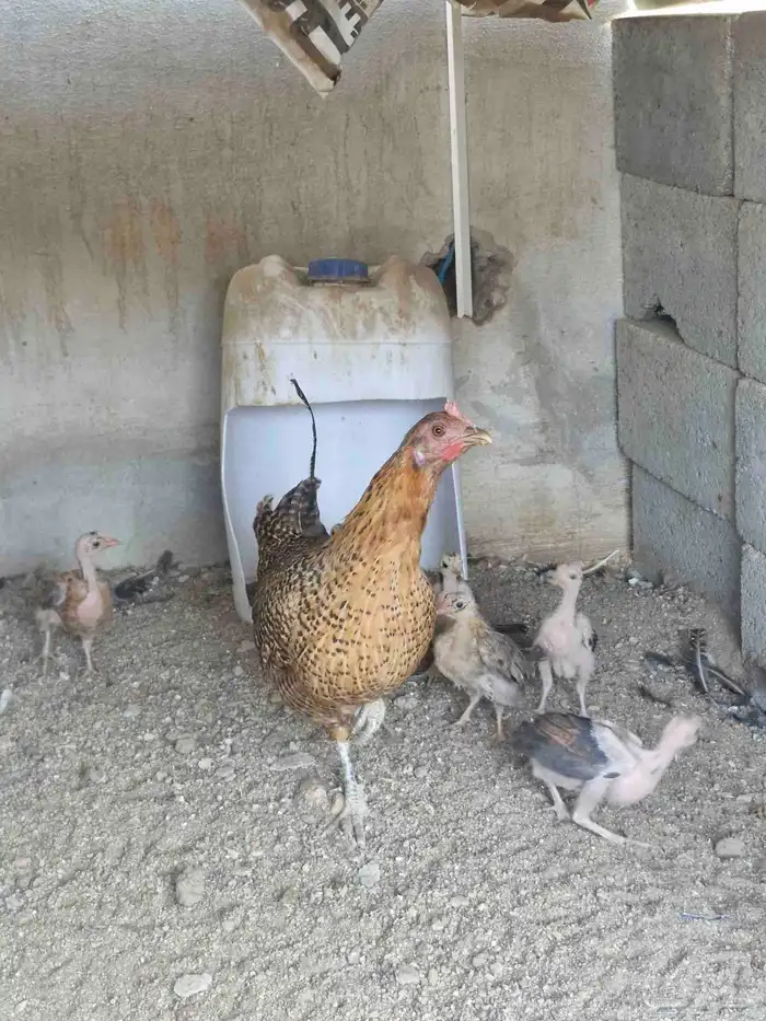 دجاج بفروخها كفوو 3