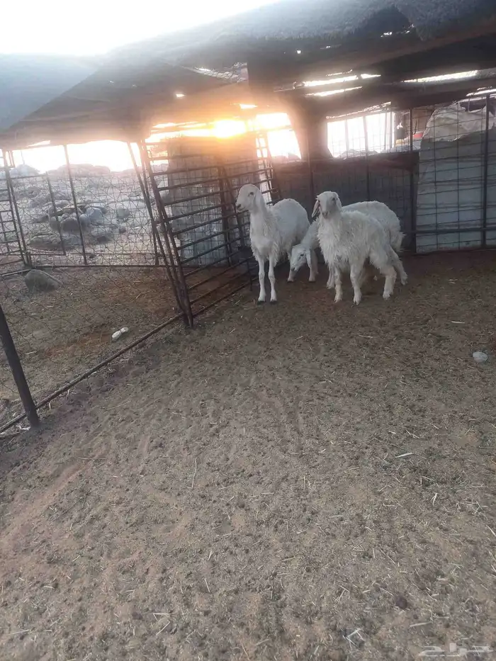 طليان حبص للبيع 0