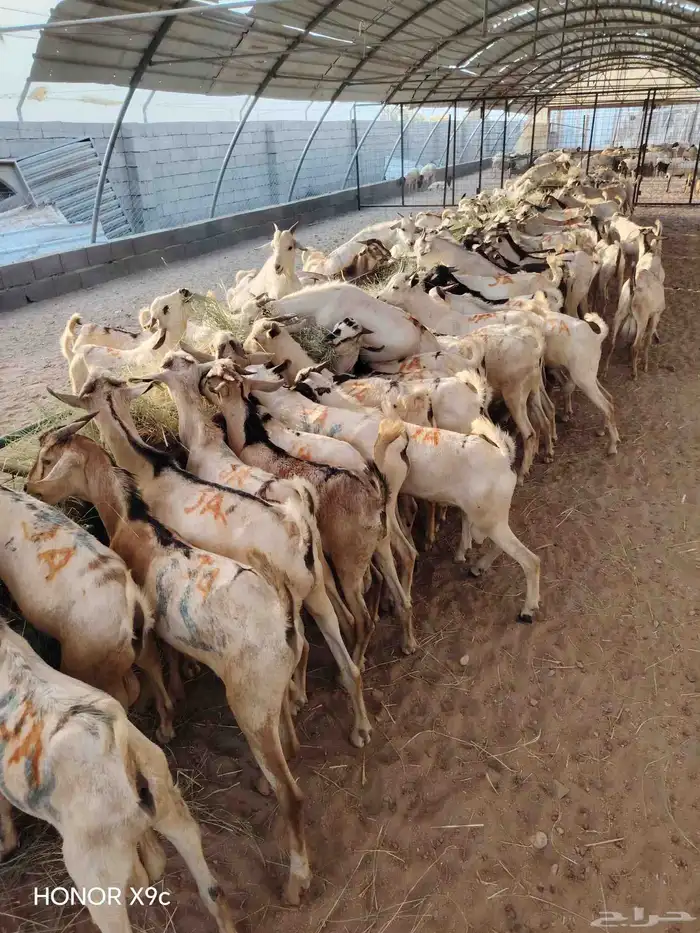 بربرى وتيوس 2