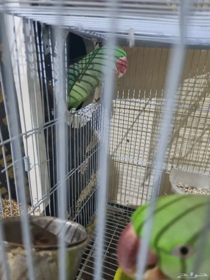 جوز نيبالي 2