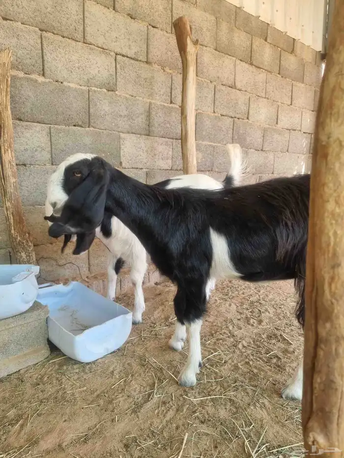 للبيع تيوس وجفار 8