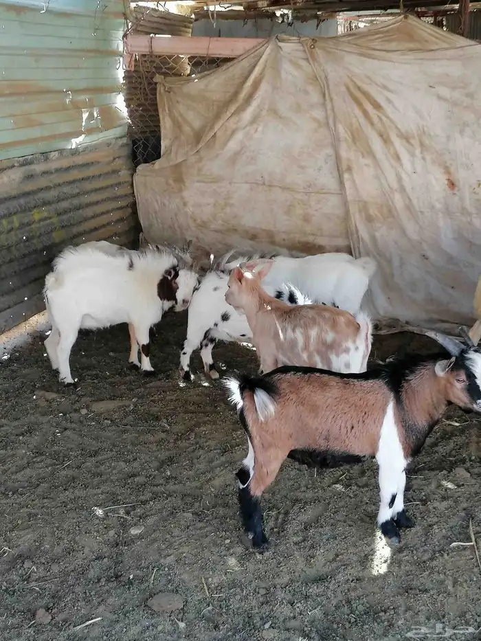 تيوس قزم بيور عدد 6 تيوس 3