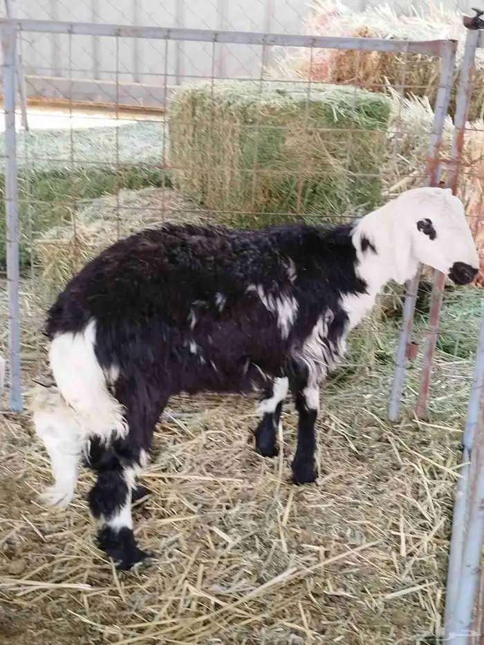 عرض ذبايح للبيع 2