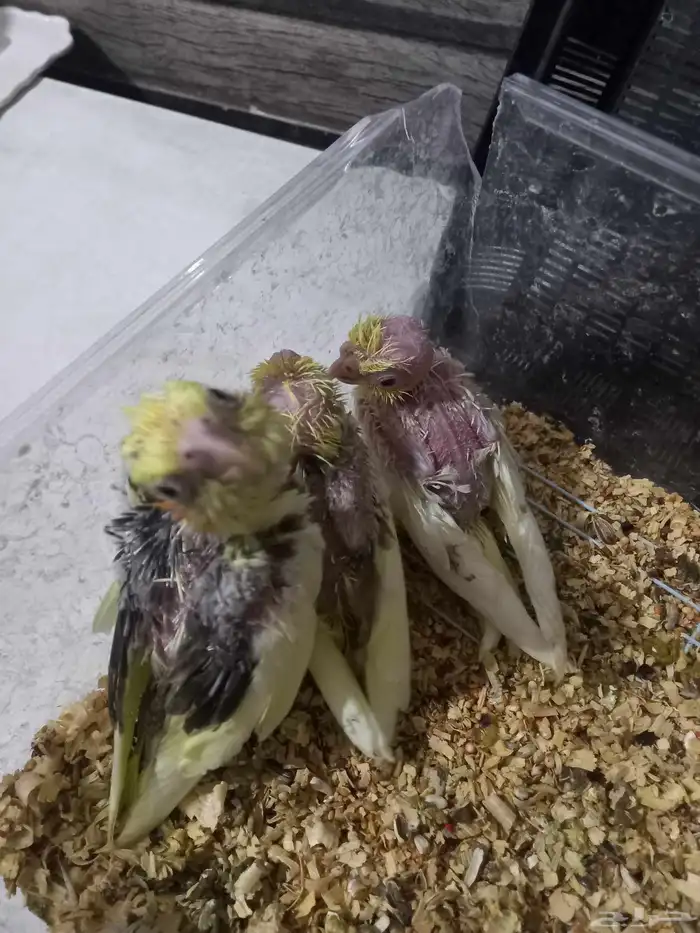 ثلاثة فروخ كروان..فخمة 1