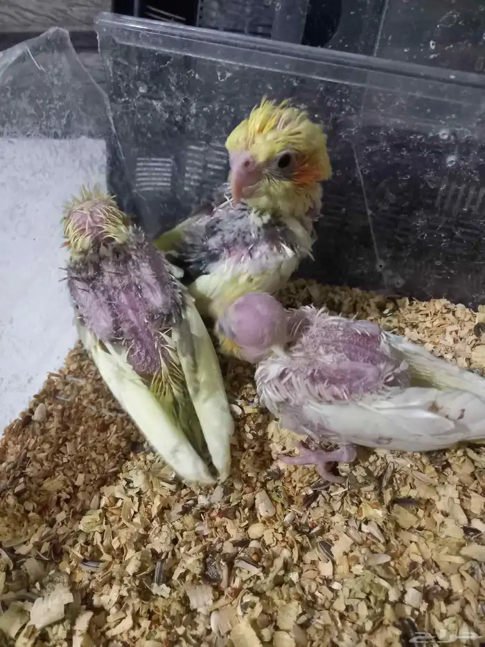 ثلاثة فروخ كروان..فخمة 2