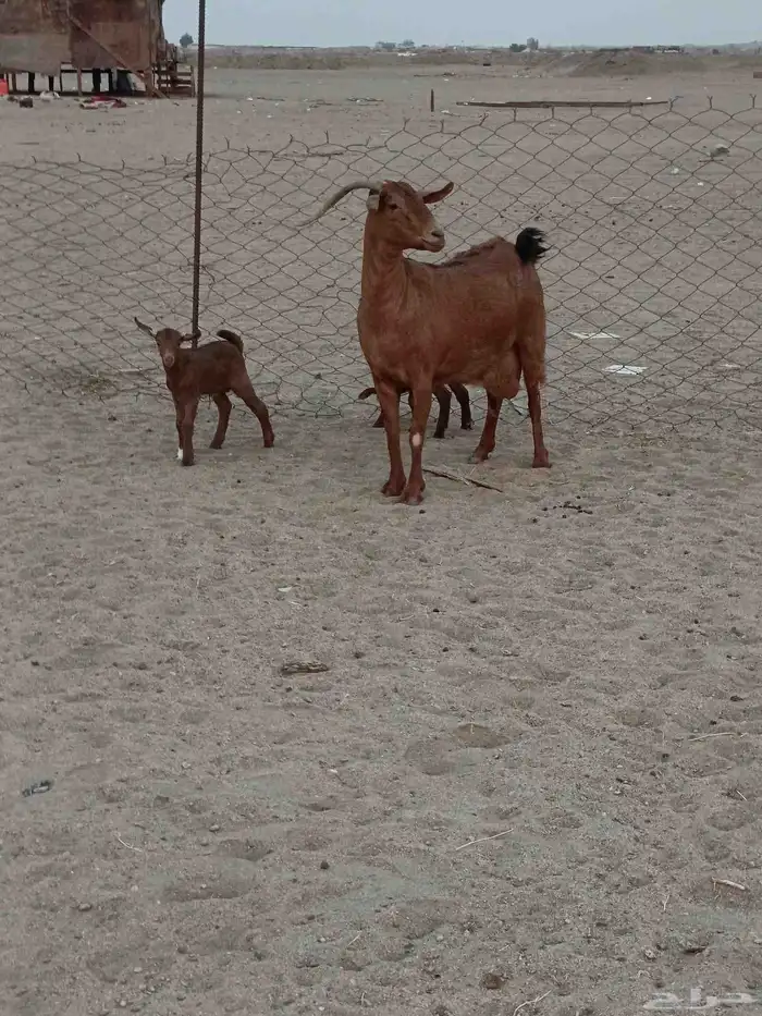 عنز محايليه جرم يتبعها 2 تيوس 6