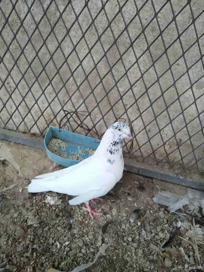 حمام باكستاني 7