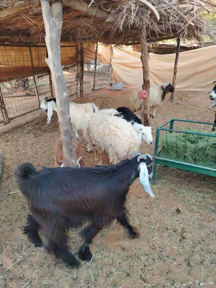 عندنا تيوس طيبه وطليان للبيع 2