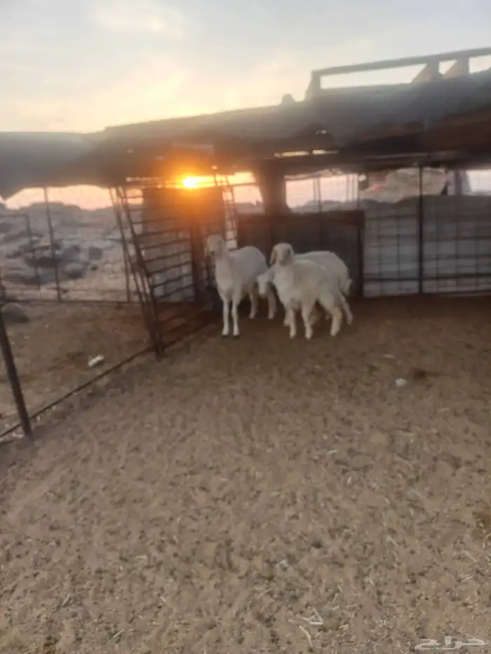 طليان حبص للبيع 4