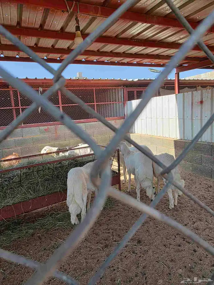 ذبايح السعد وأبشر بالسعد 1