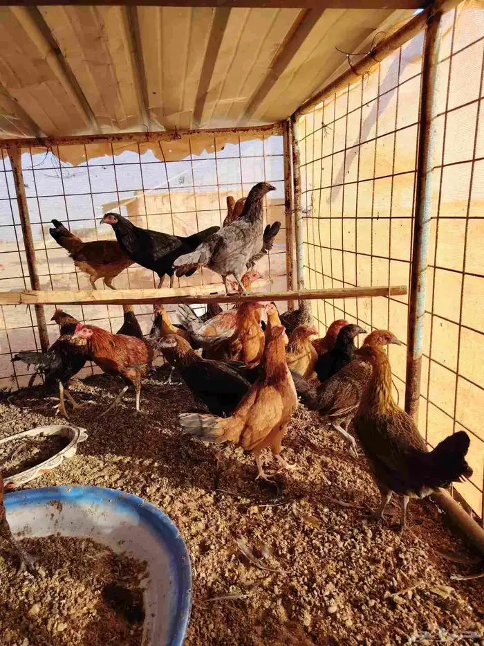 دجاج بلدي عمر سته شهور وما بيضت الان العدد 100 حبه 80 نتايات 0