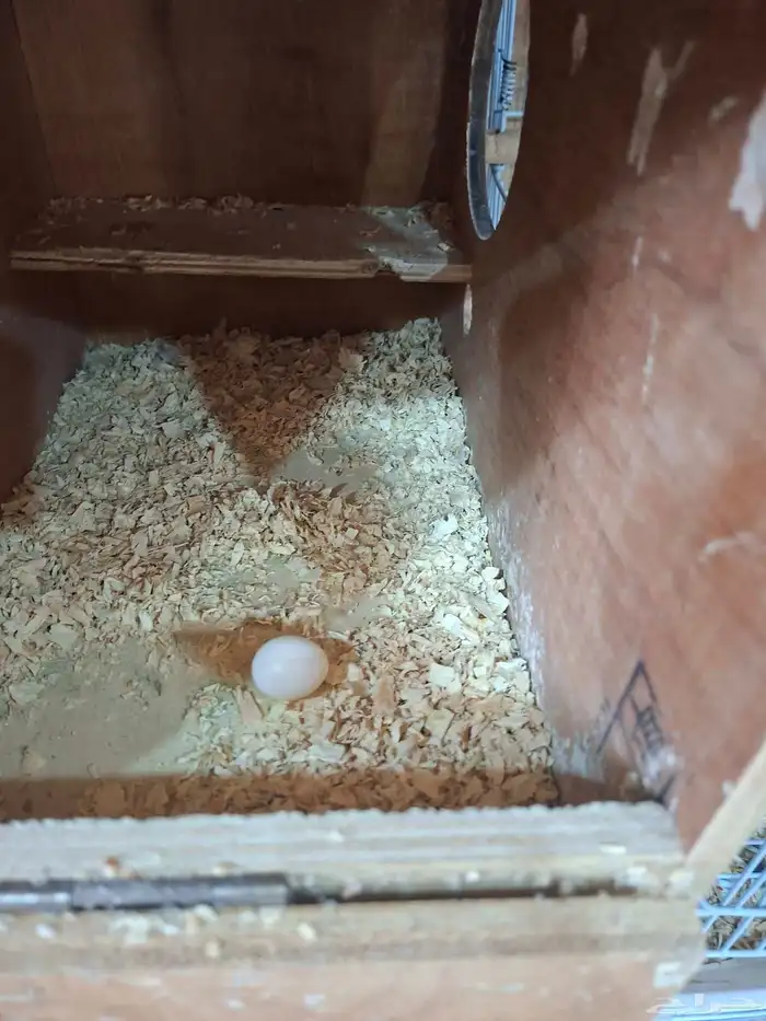 انثى كروان لاتينو( تم البيع ) 1